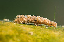 Case-building caddisfly larva (Trichoptera), Europe, August.  Controlled conditions.