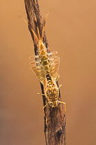 Summer mayfly nymph (Siphlonurus lacustris), Europe, May.  Controlled conditions.