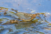 Summer mayfly (Siphlonurus lacustris) adult emerging, Europe, May