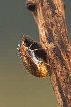 Water scavenger beetle (Helochares obscurus) female with air bubble around body, Europe, May.  Controlled conditions.