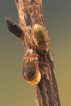 Water scavenger beetles (Helochares obscurus), Europe, May.  Controlled conditions.