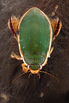 Diving beetle (Cybister lateralimarginalis), Europe, May.  Controlled conditions.