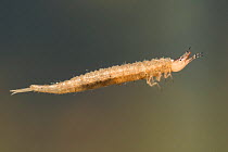 Water scavenger beetle larva (Hydrophilidae) swimming in water column, Europe, May.  Controlled conditions.