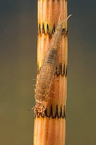 Water scavenger beetle larva (Hydrophilidae) on Horsetail (Equisetum sp) Europe, May.  Controlled conditions.