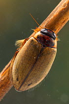 Diving beetle (Colymbetes fuscus), Europe, June.  Controlled conditions.
