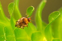 Diving beetle (Haliplus ruficollis), Europe, June.  Controlled conditions.
