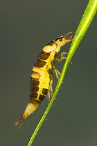 Diving beetle larva (Hyphydrus ovatus), Europe, June.  Controlled conditions.