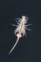 Brine shrimp or monkey shrimp (Artemia salina) female.  Controlled conditions.
