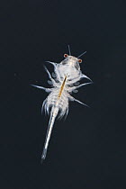 Brine shrimp or monkey shrimp (Artemia salina) male.  Controlled conditions.
