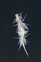 Brine shrimps or monkey shrimps (Artemia salina) mating.  Controlled conditions.