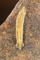 Flatworm (Dugesia gonocephala), Europe, July.  Controlled conditions.