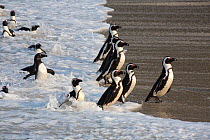 African penguins (Spheniscus demersus) coming on to beach from sea, Foxy Beach, Table Mountain National Park, Simon's Town, Cape Town, South Africa