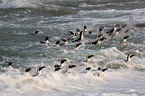 African penguins (Spheniscus demersus) in the surf coming in to beach, Foxy Beach, Simons Town, Table Mountain National Park, South Africa