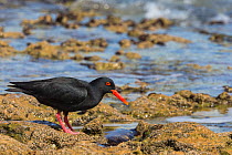 African (black) oystercatcher (Haematopus moquini) hunting on coastline, De Hoop Nature Reserve, Western Cape, South Africa