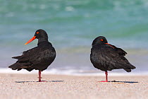 African (black) oystercatchers (Haematopus moquini) two resting on beach, De Hoop Nature Reserve, Western Cape, South Africa