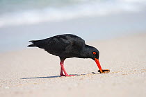 African (black) oystercatcher (Haematopus moquini), eating mussel, De Hoop Nature Reserve, Western Cape, South Africa