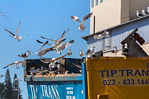 Kelp gulls (Larus dominicanus) scavenging potato factory waste, Lambert's Bay, Western Cape, South Africa