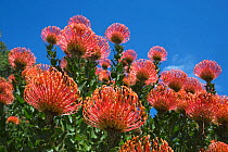 Pincushion protea (Leucospermum cordifolium), Kirstenbosch Botanical Gardens, Cape Town, South Africa