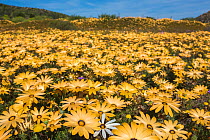 Spring wild flowers, Oudrif farm, Cederberg, Western Cape, South Africa, August 2015