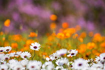Spring flowers, Kirstenbosch Botanical Gardens, Cape Town, South Africa, September 2015