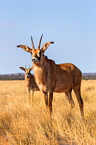 Roan antelope (Hippotragus equinus) Mokala National Park, South Africa