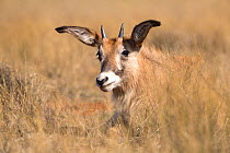 Roan antelope (Hippotragus equinus) young portrait in tall grass, Mokala National Park, South Africa