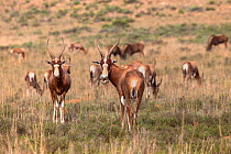 Blesbok (Damaliscus dorcas phillipsi) herd on the plains, Mountain Zebra National Park, South Africa