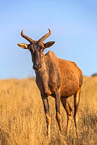 Tsessebe (Damaliscus lunatus lunatus), standing portrait, Mokala National Park, Northern Cape, South Africa