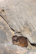 Rock hyrax / dassie (Procavia capensis) baby on rock face, De Hoop Nature Reserve, Western Cape, South Africa