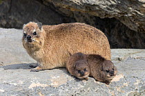 Rock hyrax / dassie (Procavia capensis), with babies, De Hoop Nature Reserve, Western Cape, South Africa