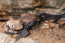 Hyraceum, petrified droppings of rock hyrax (Procavia capensis), in cave, Cederberg mountains, Western Cape, South Africa