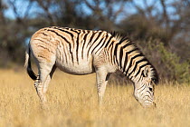 Pale-rumped zebra (Equus quagga) exhibiting quagga-like characteristics part of the Quagga Project to bring back the quagga, an extinct sub-species of the Plains zebra (Equus quagga burchelli), Mokala...