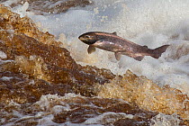 Atlantic salmon (Salmo salar) leaping on upstream migration, River Tyne, Hexham, Northumberland, UK, November