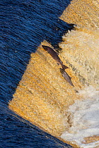 Atlantic salmon (Salmo salar) leaping weir on upstream migration, River Tyne, Hexham, Northumberland, UK, November