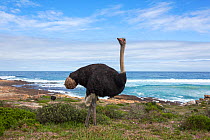 Ostrich (Struthio camelus) male standing in landscape, Table Mountain National Park, Western Cape, South Africa