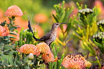 Cape sugarbird (Promerops cafer) perched on protea, Kirstenbosch botanical gardens, Cape Town, South Africa