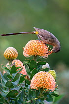 Cape sugarbird (Promerops cafer) feeding on pincushion protea, Kirstenbosch botanical gardens, Cape Town, South Africa
