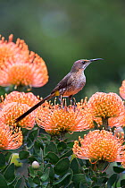 Cape sugarbird (Promerops cafer), perched on protea, Kirstenbosch botanical gardens, Cape Town, South Africa