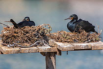 Cape cormorants (Phalacrocorax capensis) on nesting platform, Lambert's Bay, Western Cape, South Africa