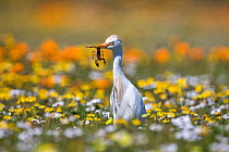 Western cattle egret (Bubulcus ibis) with scorpion prey, West Coast National Park, South Africa