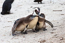 African penguins (Spheniscus demersus) adult pestered by chicks in colony on Foxy Beach, Table Mountain National Park, Simon's Town, Cape Town, South Africa,