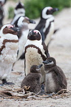 African penguins (Spheniscus demersus) adult with chicks in colony on Foxy Beach, Table Mountain National Park, Simon's Town, Cape Town, South Africa,