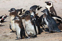 African penguin (Spheniscus demersus) chicks in colony on Foxy Beach, Table Mountain National Park, Simon's Town, Cape Town, South Africa,