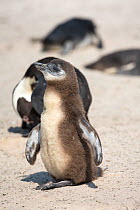 African penguin (Spheniscus demersus) chick in colony on Foxy Beach, Table Mountain National Park, Simon's Town, Cape Town, South Africa,