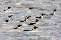 African penguins (Spheniscus demersus) in the surf swimming off Foxy Beach, Table Mountain National Park, Simon's Town, Cape Town, South Africa,