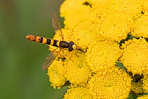 Hoverfly (Sphaerophoria taeniata) feeding on Tansy (Tanacetum vulgare) flowers, Brockley, Lewisham, London, England, July.