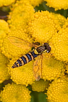 Long hoverfly (Sphaerophoria scripta) feeding on Tansy (Tanacetum vulgare) flowers, Brockley, Lewisham, London, England, July.