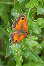 Male Gatekeeper / Hedge brown butterfly (Pyronia tithonus) on leaf, Brockley Cemetery, Lewisham, London, England, July.