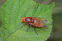 Male Hornet-mimic hoverfly (Volucella zonaria) on leaf, Brockley Cemetery, Lewisham, London, England, July.