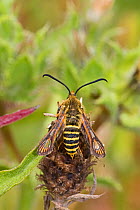 Female Six-belted clearwing (Bembecia ichneumoniformis) laying eggs, Sutcliffe Park Nature Reserve, Eltham, London, England, July.